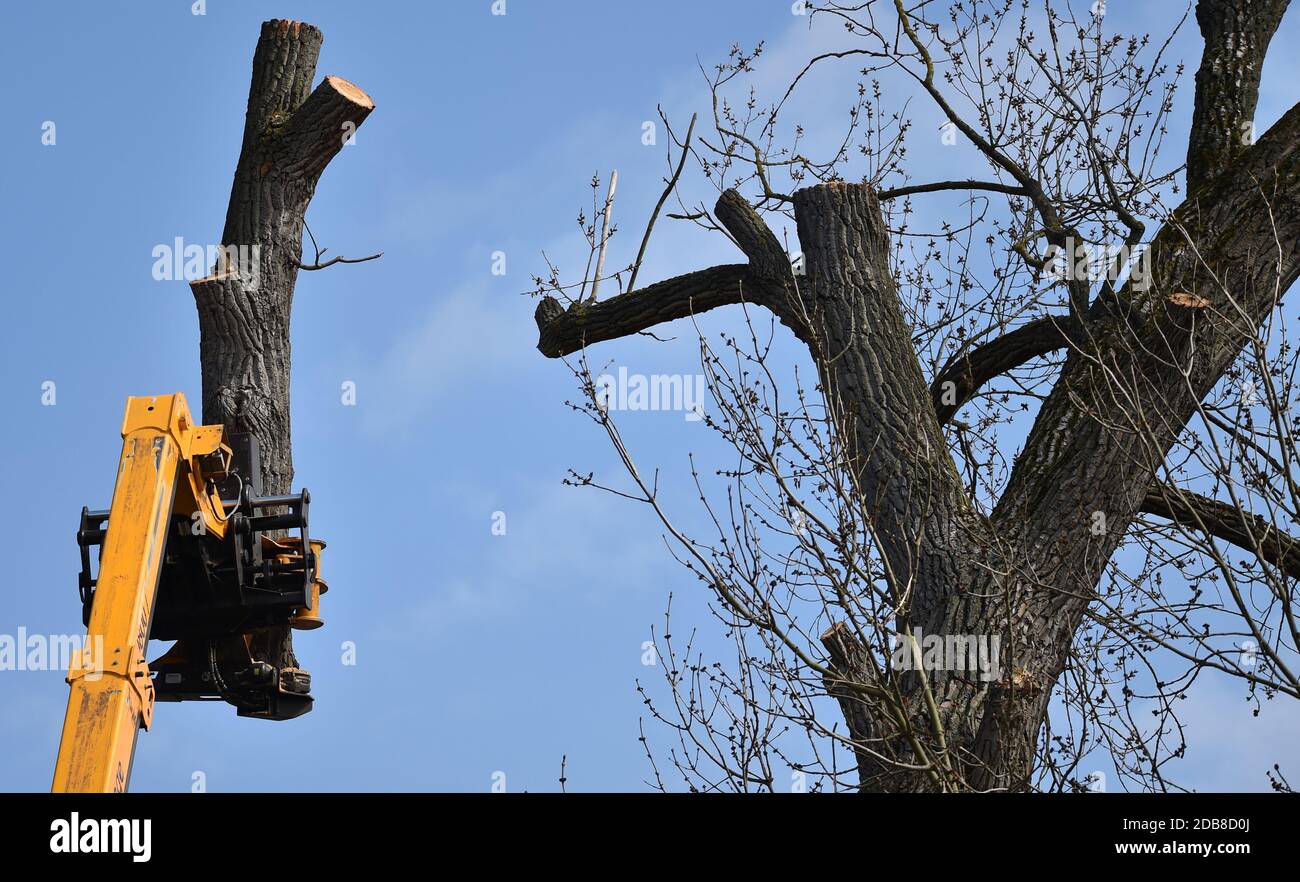 Cut down poplar Stock Photo
