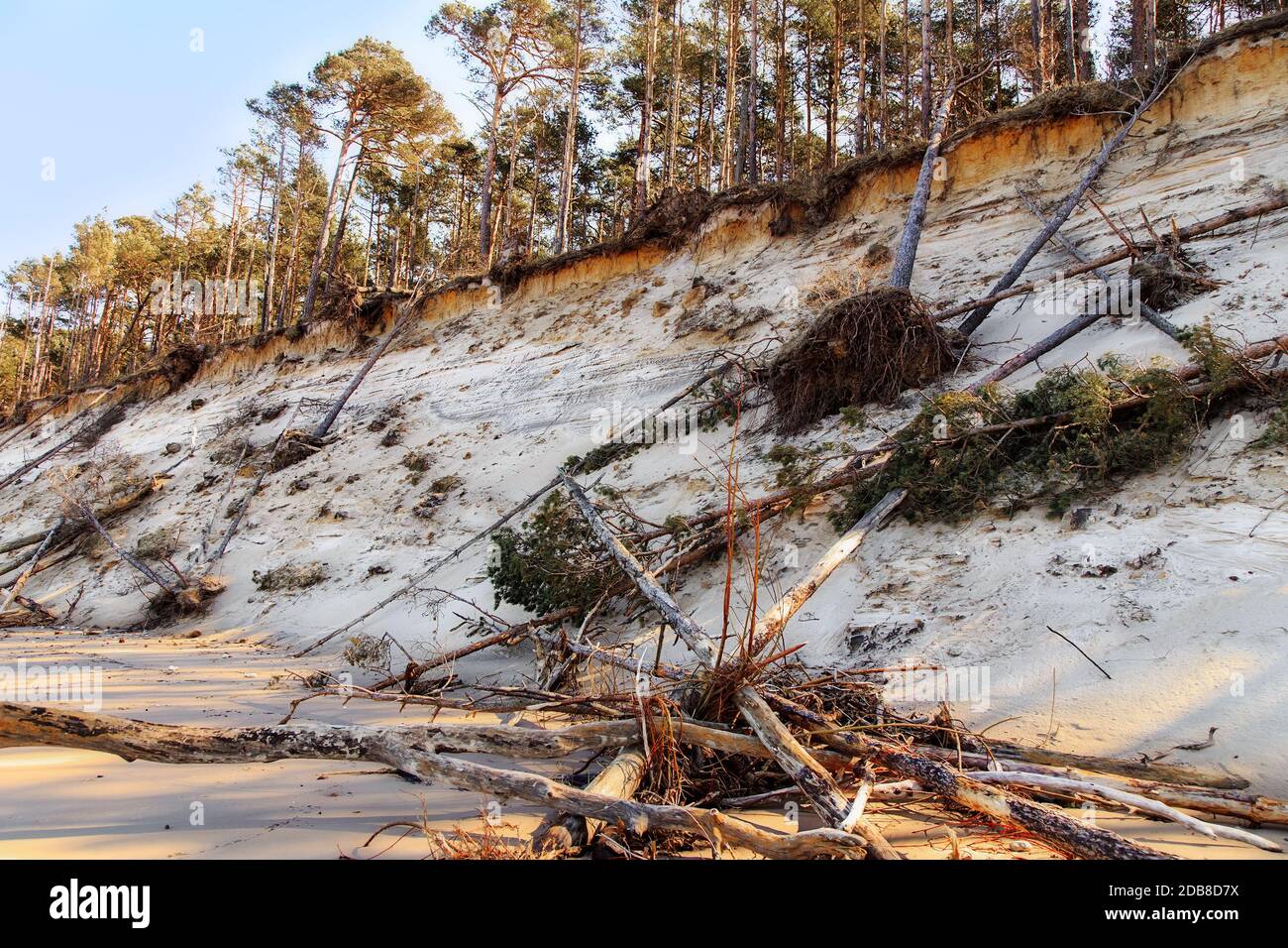 Baltic sea shore with a steep sandy shore and storm-tumbled trees. Latvia, Kurzeme Stock Photo