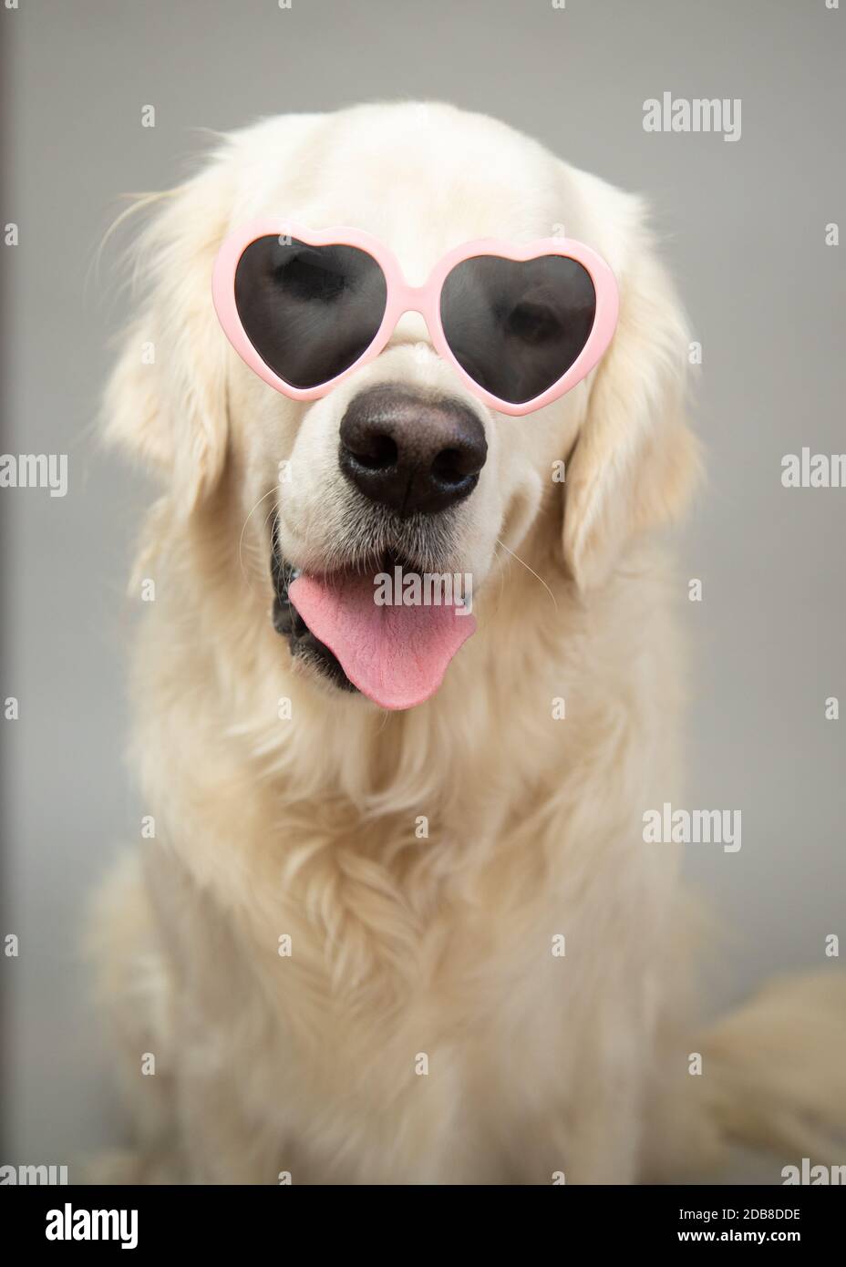 Portrait of an English Cream Retriever wearing heart shaped sunglasses Stock Photo
