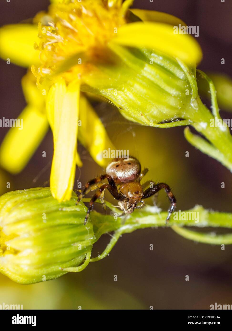 Araña marrón de 4 milímetros sobre flor amarilla. Macrofotografía. Madrid Stock Photo