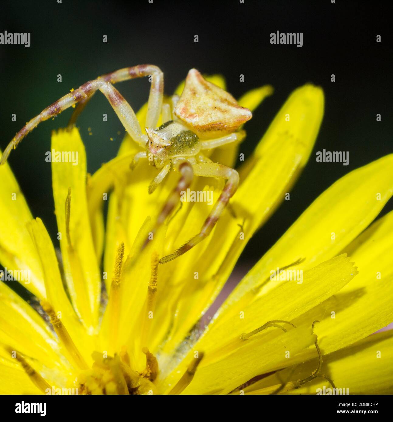 Thomisus onustus. Araña amarilla y verde de 2 milímetros. Arácnidos. Artrópodos. Macrofotografía. Madrid Stock Photo