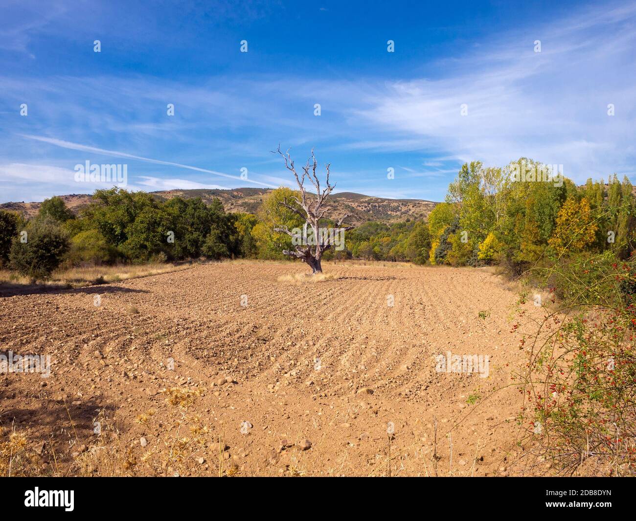 Paisaje con árbol seco. Provincia de Guadalajara. España Stock Photo