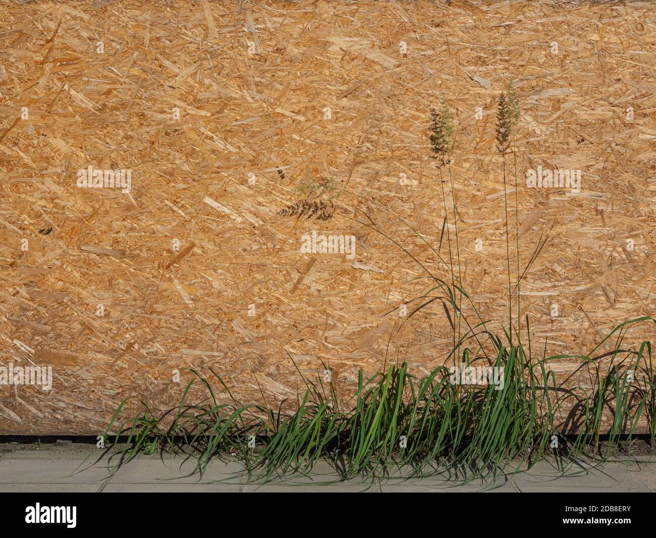 Chipboard background. Yellow background. Wood texture. Stock Photo
