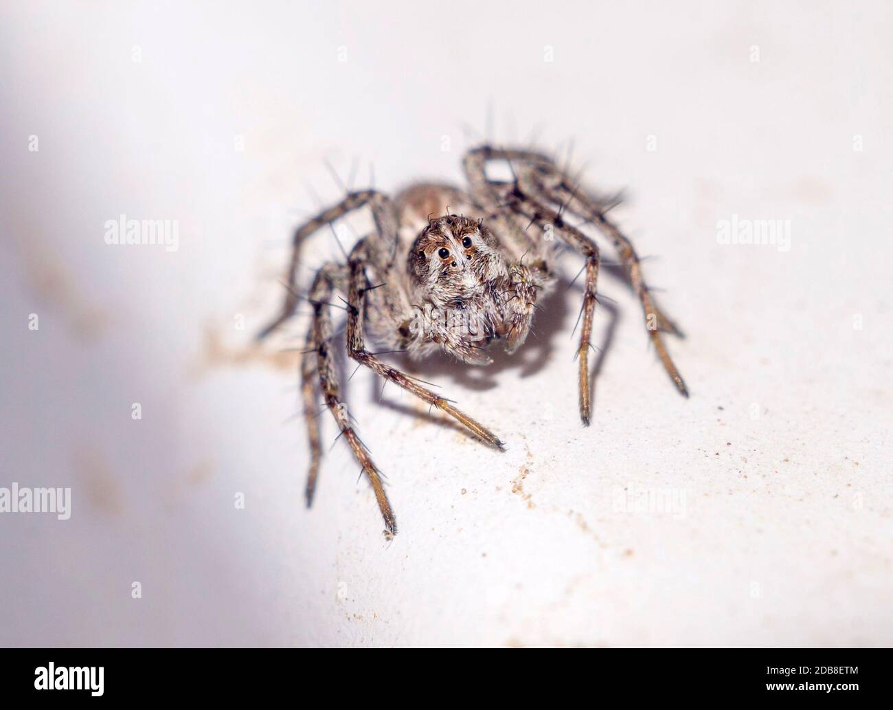 Araña peluda sobre fondo blanco. Macrofotografía. Madrid Stock Photo