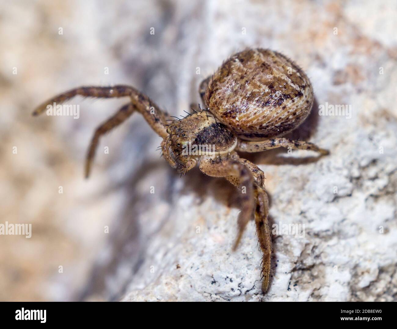 Xysticus cristatus (Familia Thomisidae). Araña parda marrón sobre piedra. Macrofotografía. Madrid Stock Photo