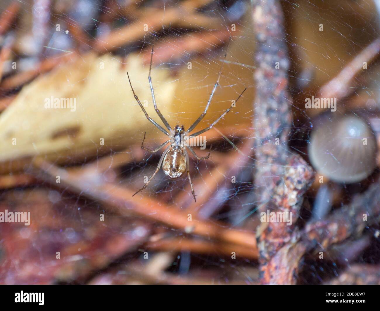 Araña y tela sobre con fondo de hojas y seta. Macrofotografía. Madrid Stock Photo