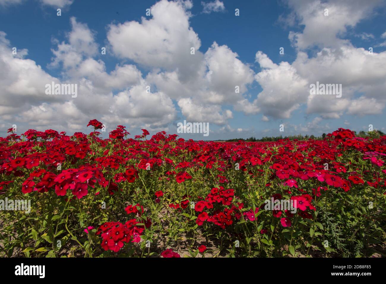 So red, so blue, wo white. The colours of summer in the Netherlands. Stock Photo
