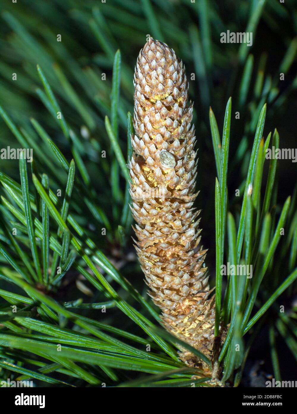 Agujas hi-res stock photography and images - Alamy