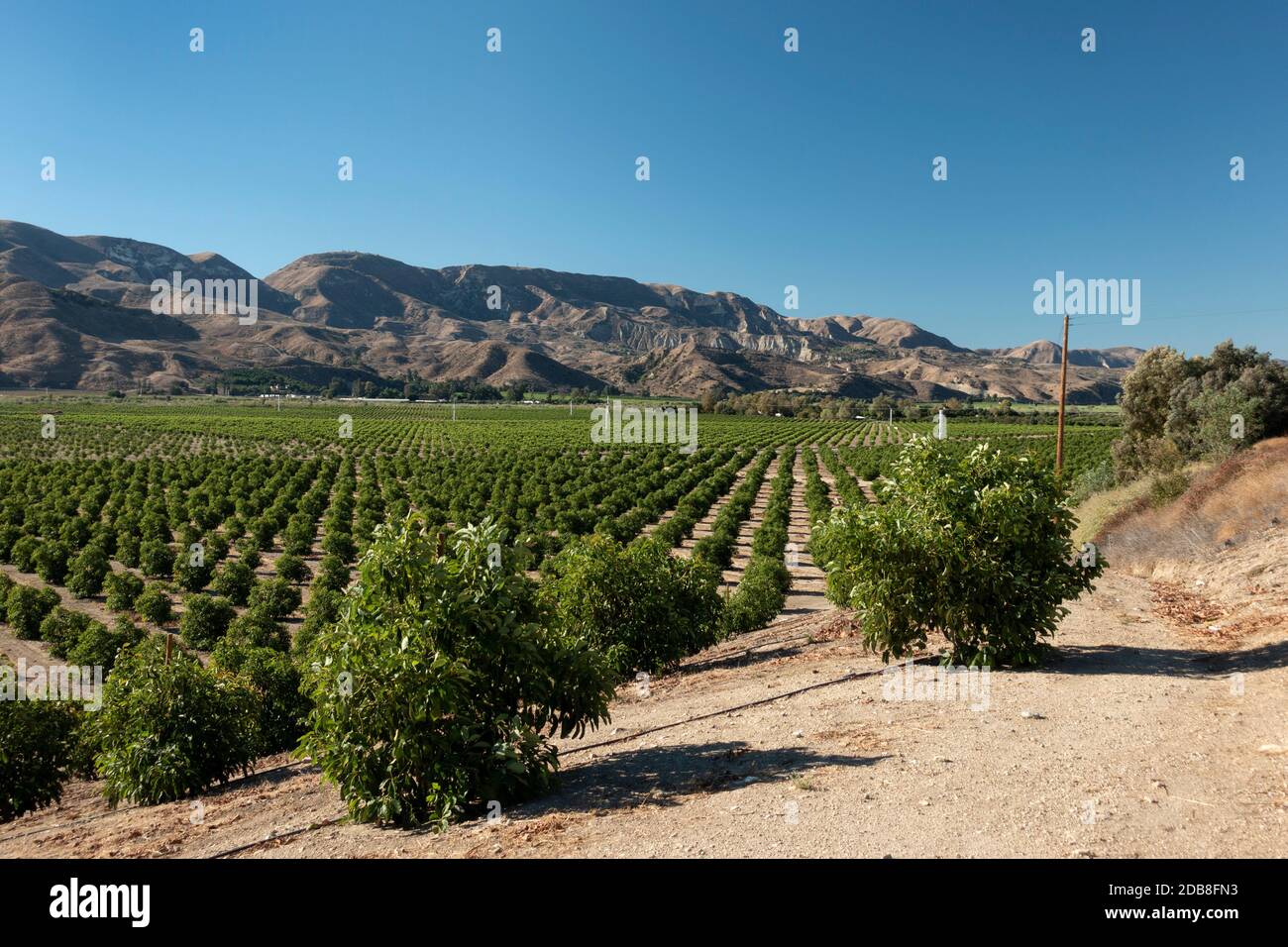 Orange groves hires stock photography and images Alamy