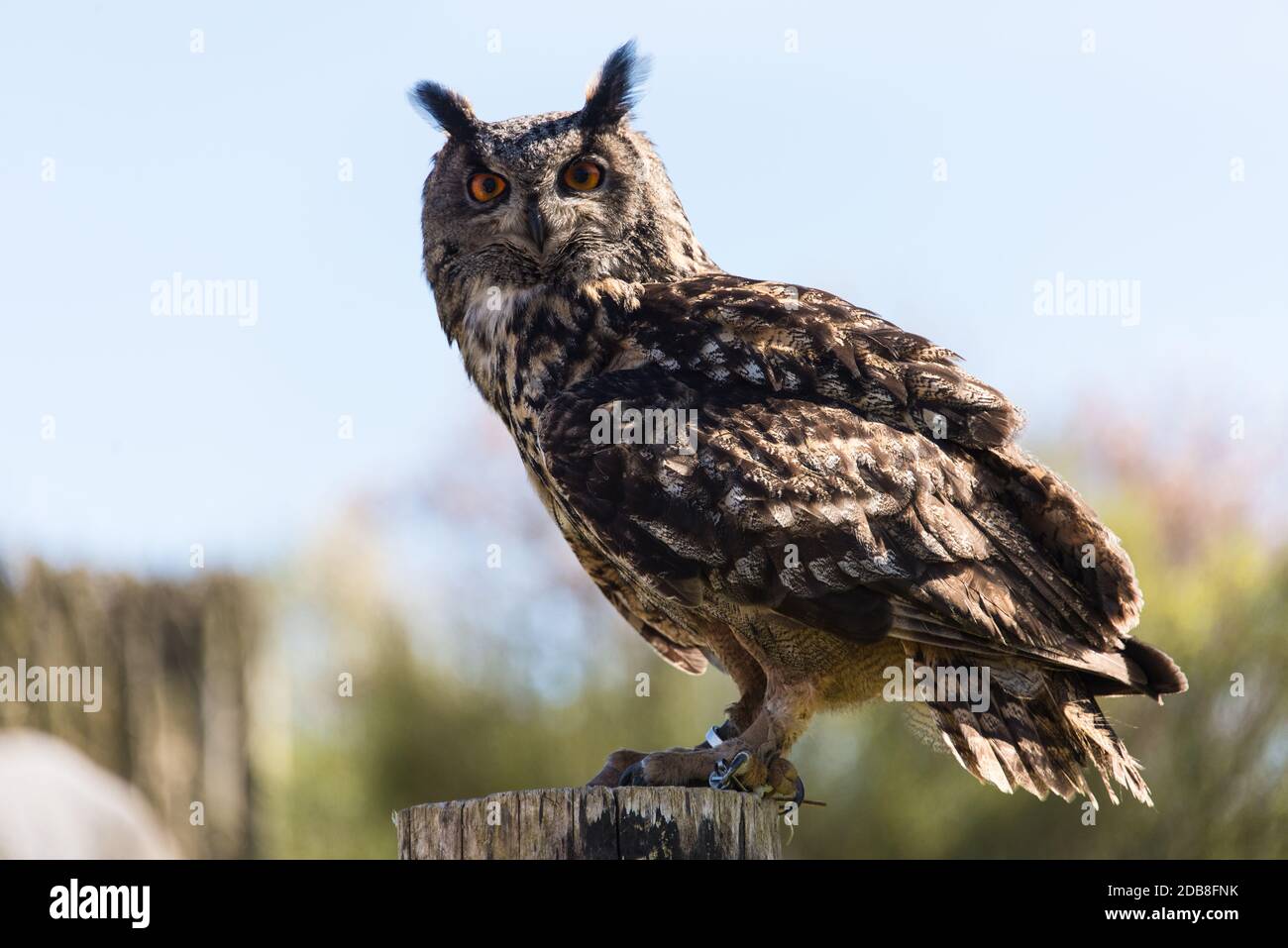 Ein Wachsamer Vogel, ein Uhu in einem Vogelpark - an alert bird, am Eurasian eagle-owl in a bird zoo Stock Photo