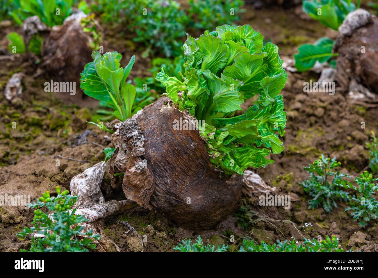 old cabbage shoots in the spring Stock Photo Alamy