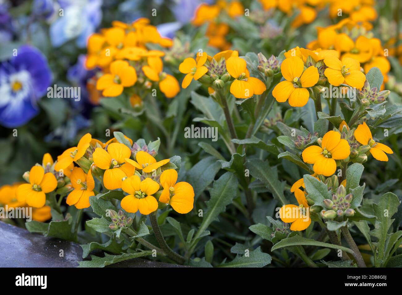 Erysimum cheiri or wallflowers in the garden Stock Photo