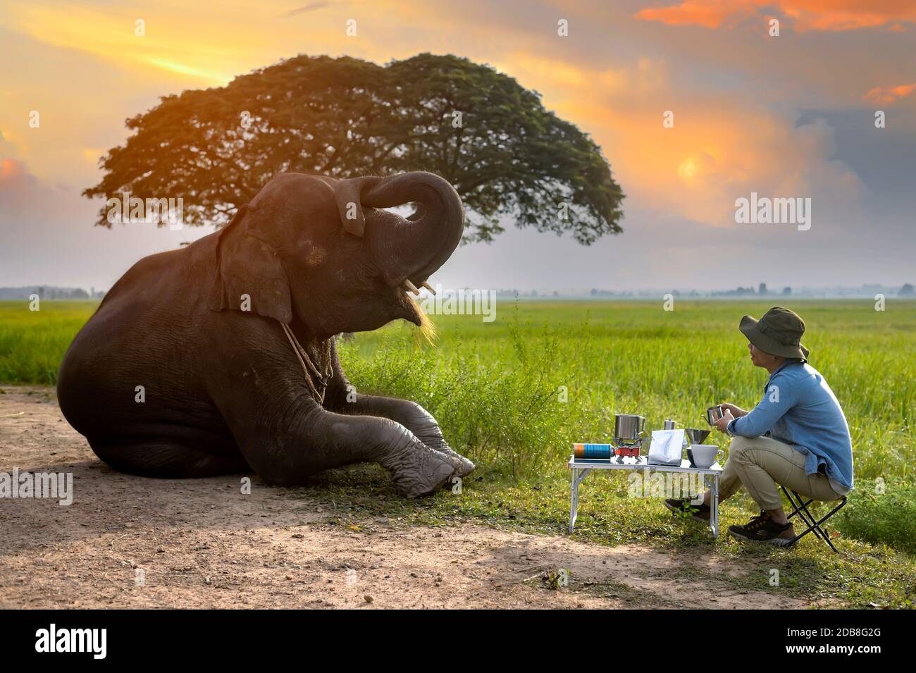 Man drinking coffee at sunrise with an elephant, Thailand Stock Photo