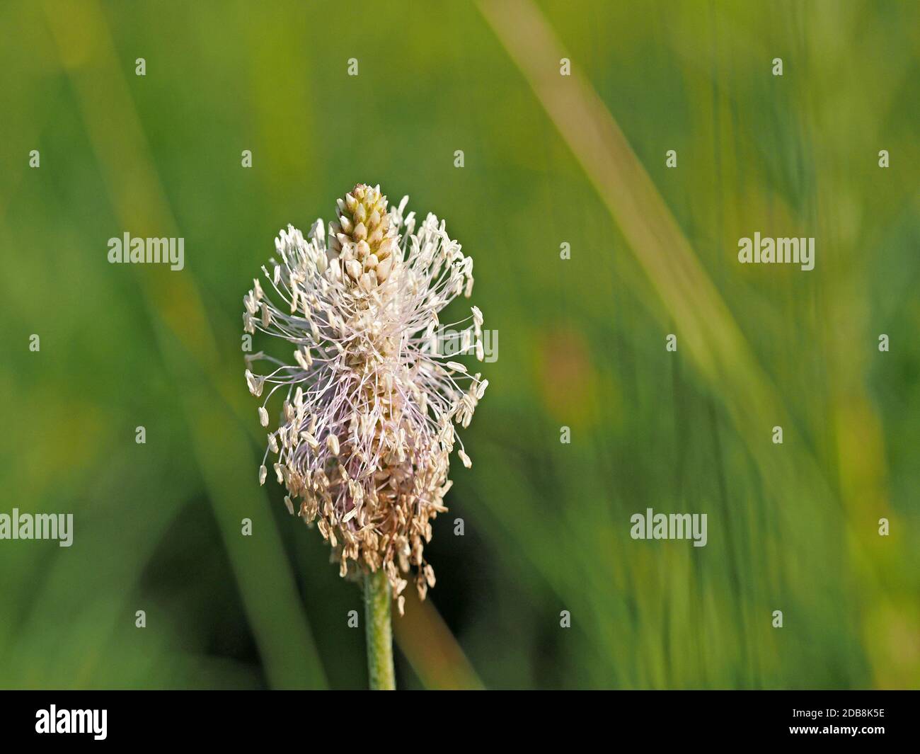 detail of sunlit flowerhead of Hoary Plantain (Plantago media) a Perennial herb growing in calcareous grassland in Cumbria, England,UK Stock Photo