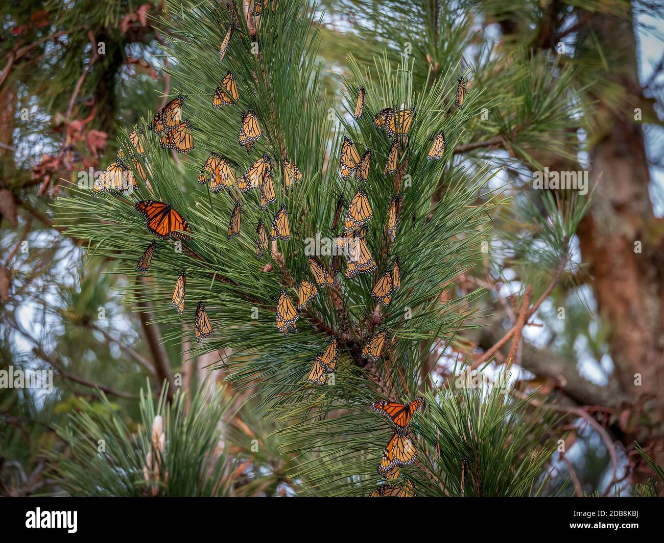 A roost of Monarch Butterflies in a tree during their annual migration to Mexico. Stock Photo