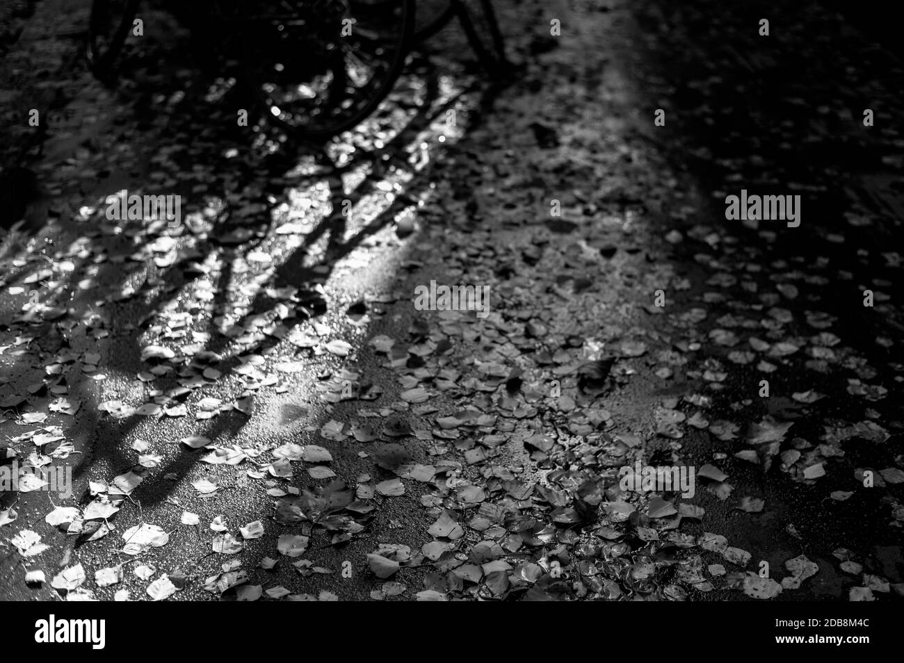 black and white monochrome image looking down at yellow autumn leaves scattered on a wet pavement with shadow cast of bikes Stock Photo