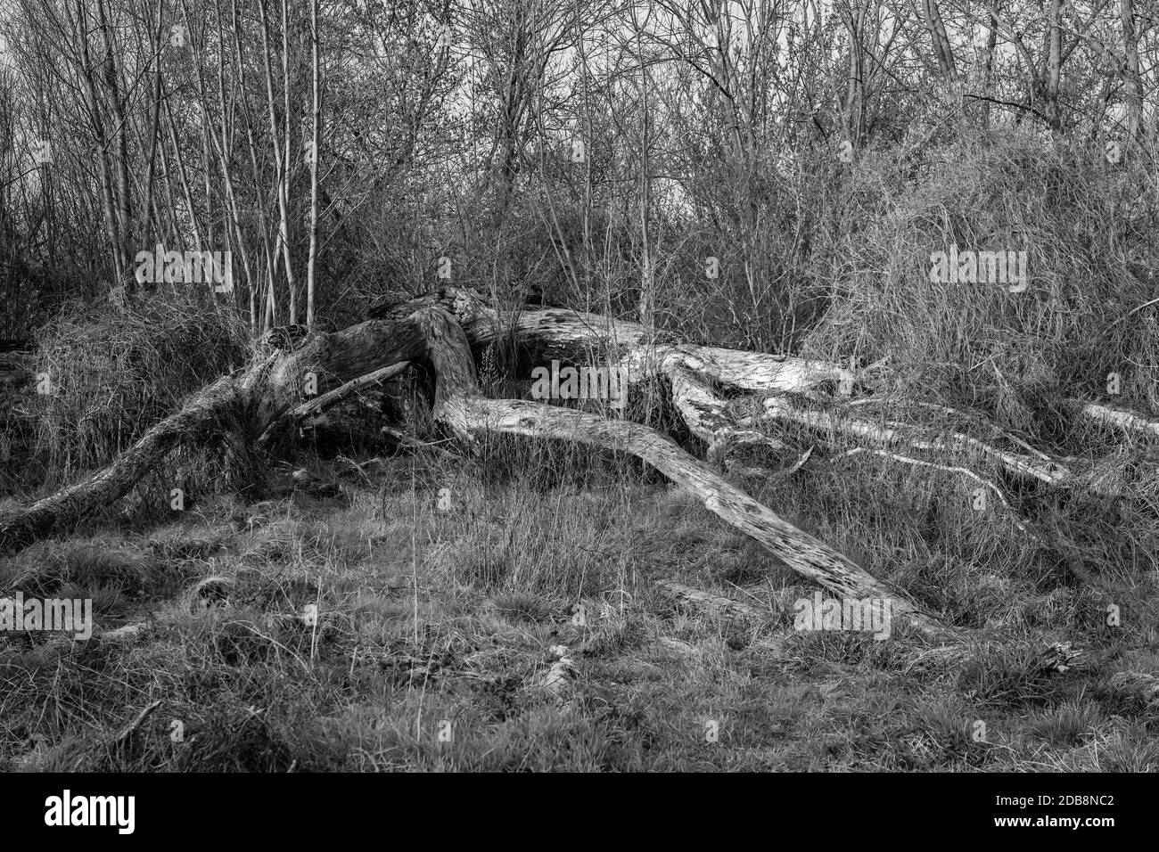 Old fallen trees in the forest. Black and white. Stock Photo