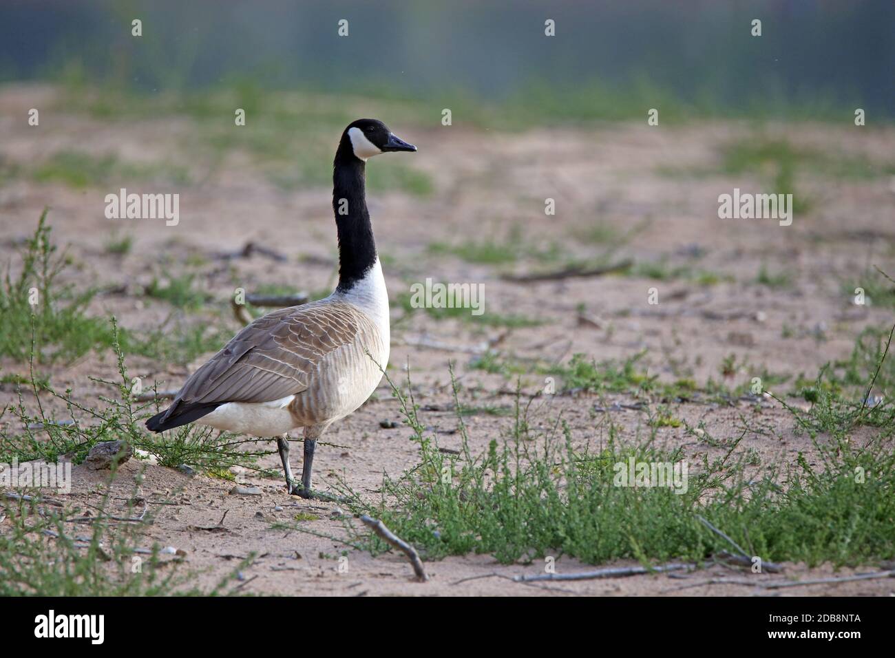 Lonely Canada goose Branta canadensis on rowing surface Stock Photo