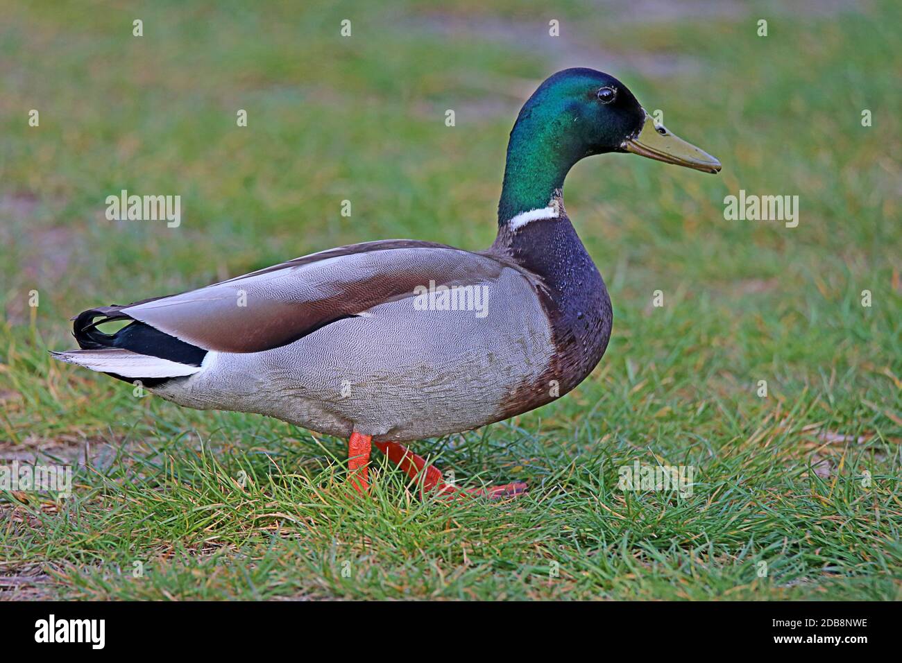 Male duck in the nature reserve Wagbachniederung Stock Photo