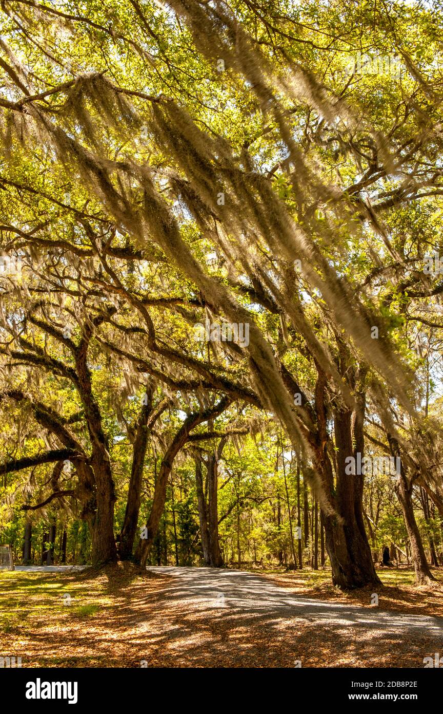 Oak trees covered in Spanish moss (Tillandsia usneoides), Wadmalaw