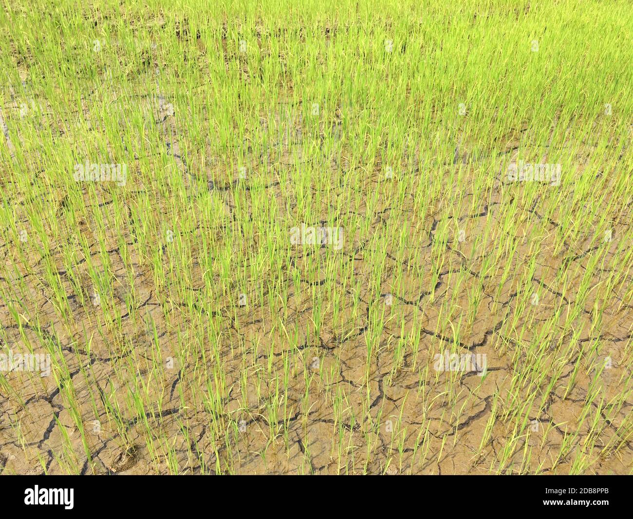 Beautiful scene in rice fields hi-res stock photography and images - Alamy