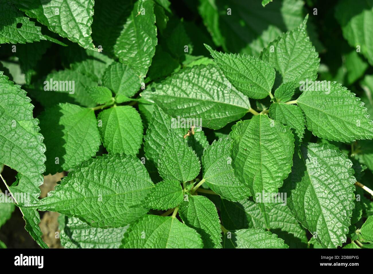 Basil leaf Back ground texture Stock Photo - Alamy