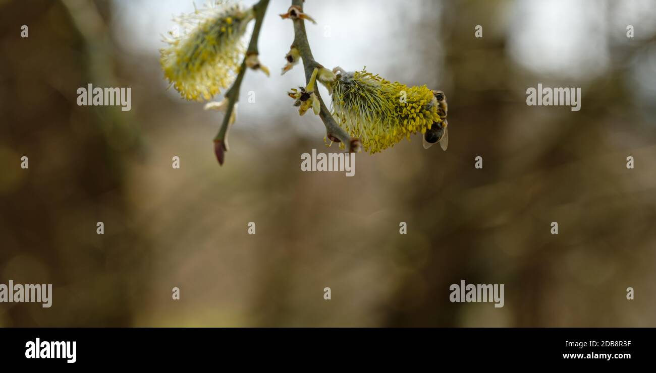 Willow catkins and honey bee close-up Stock Photo