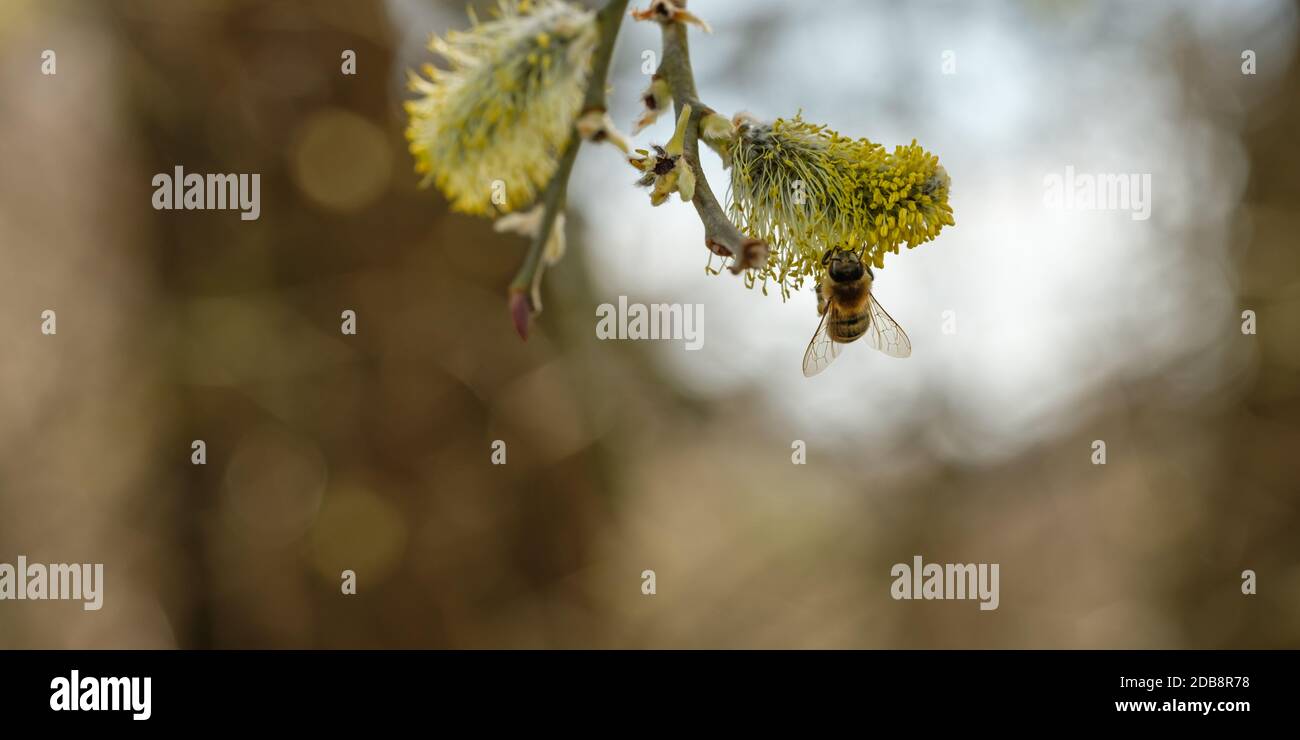 Bee at willow catkins tree branch Stock Photo