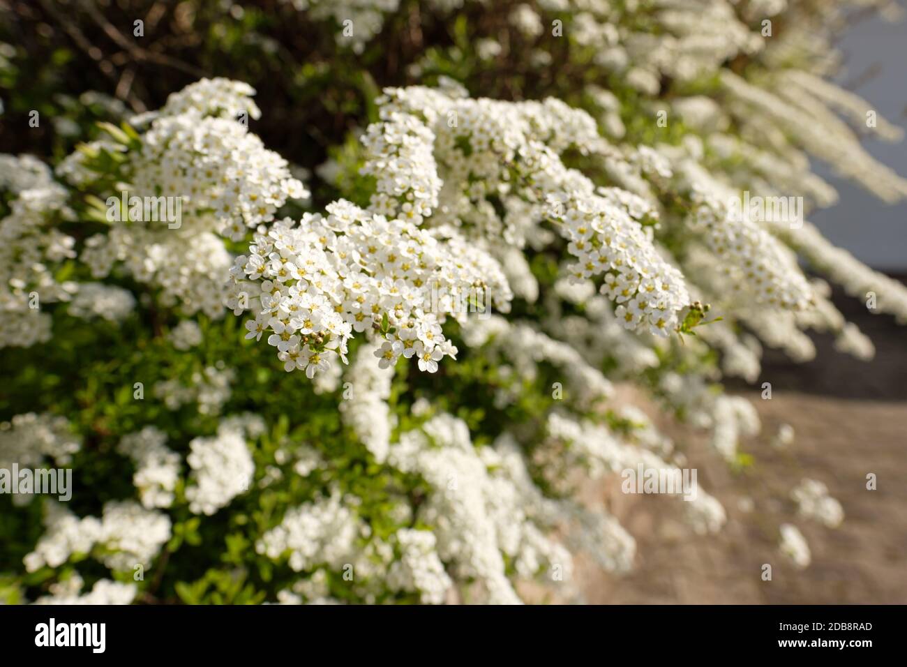 White flower of spirea plant in spring Stock Photo