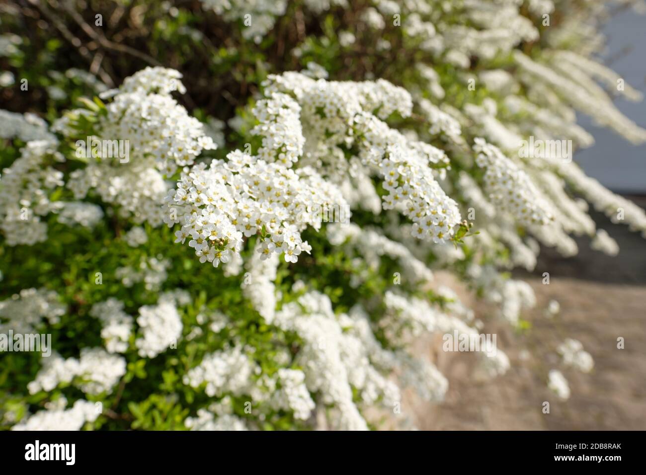 Spirea hedge hires stock photography and images Alamy