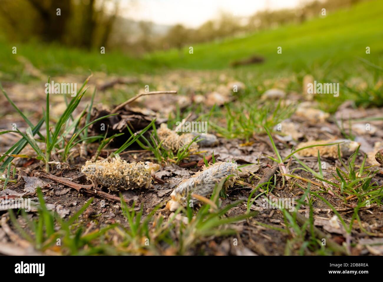 Willow catkins on the ground of a field path Stock Photo
