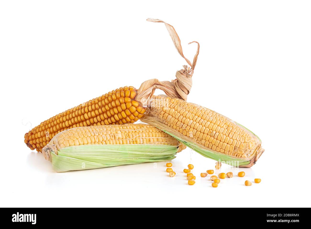 Fresh and dry corn cobs on a white background Stock Photo