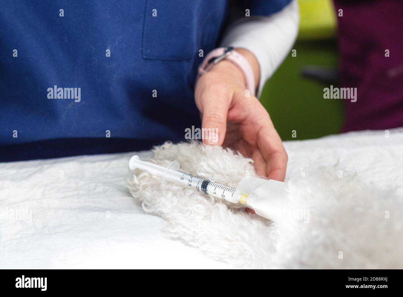 Veterinary placing intravenous line through a peripheral catheter. Dog