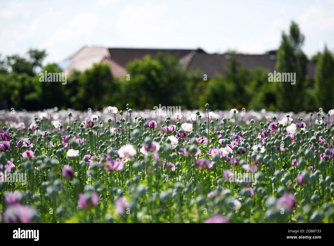 Ein Feld mit violetten Mohnblüten in Oberösterreich (Österreich) - A field with purple poppy flowers in Upper Austria (Austria) Stock Photo