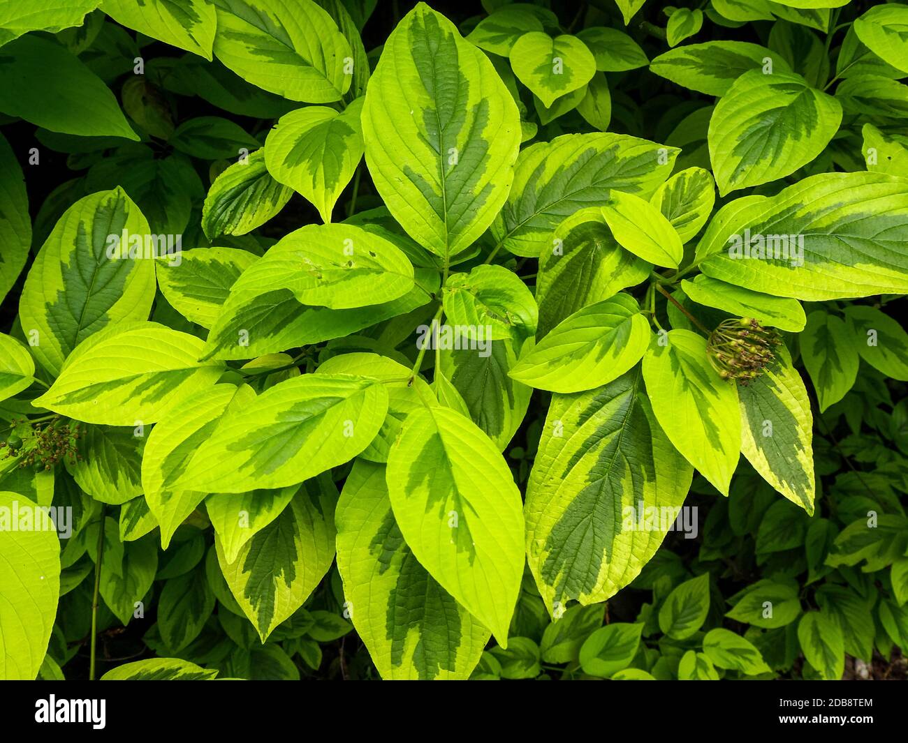 Closeup of the beautiful variegated green leaves of Cornus alba Spaethii or red barked dogwood Stock Photo