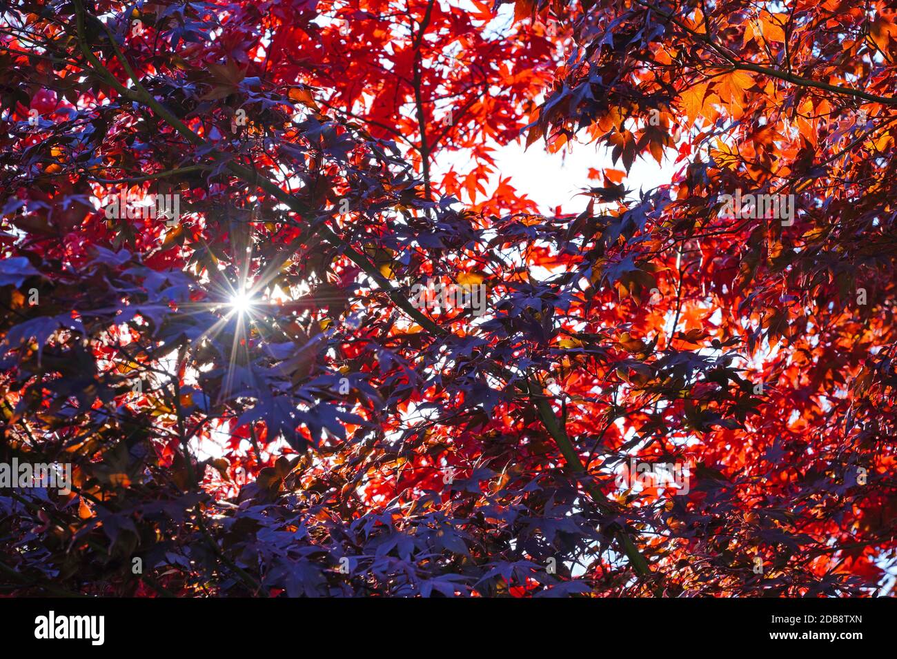 Sun rays peeking through colorful red and orange leaves of a Japanese ...