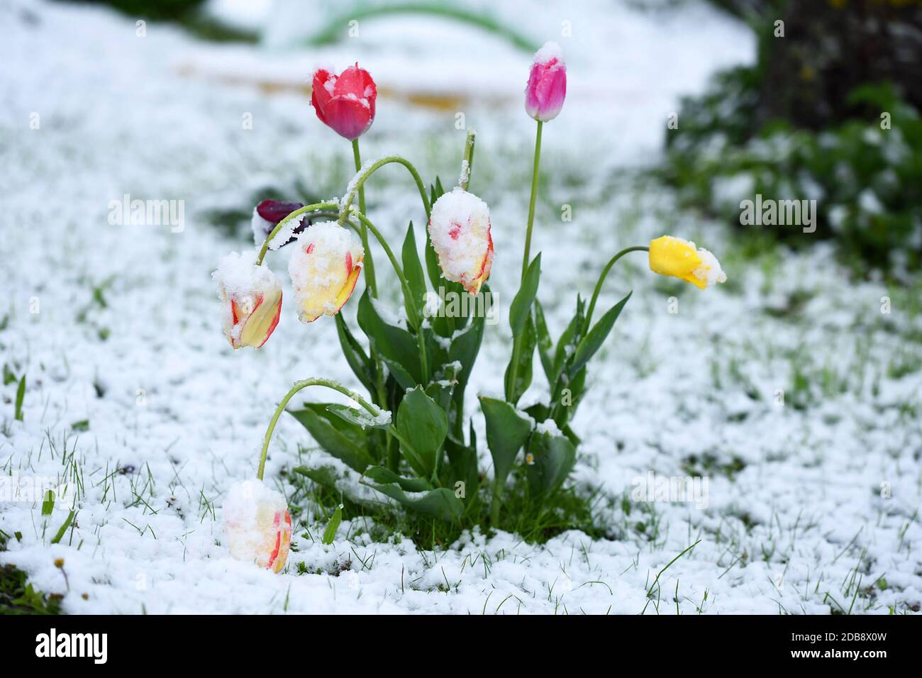 Schne Wann Kommt Frhling Bild