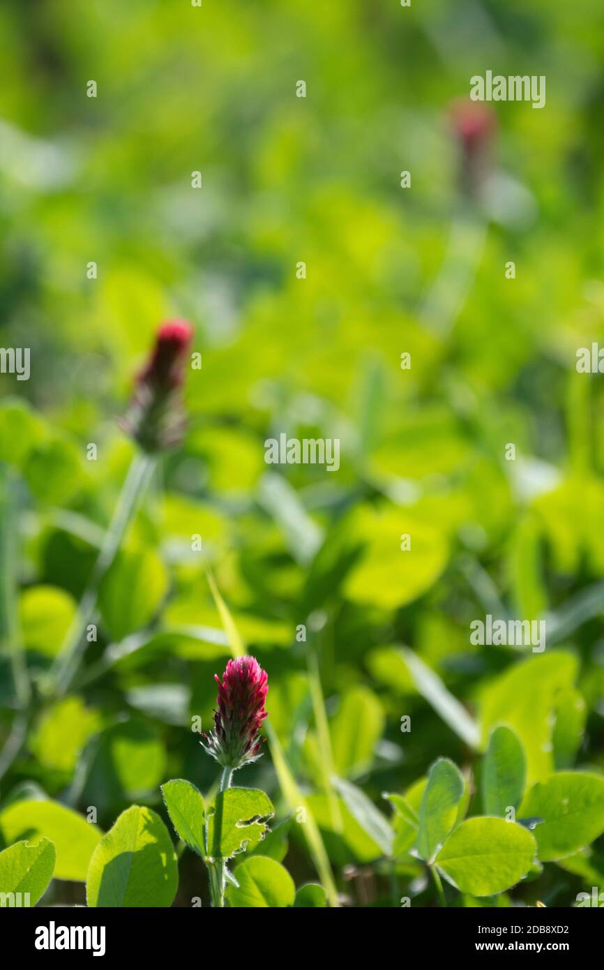 Organic Crimson clover (Trifolium incarnatum) flowering amonng organic cereal crop stubble Stock Photo