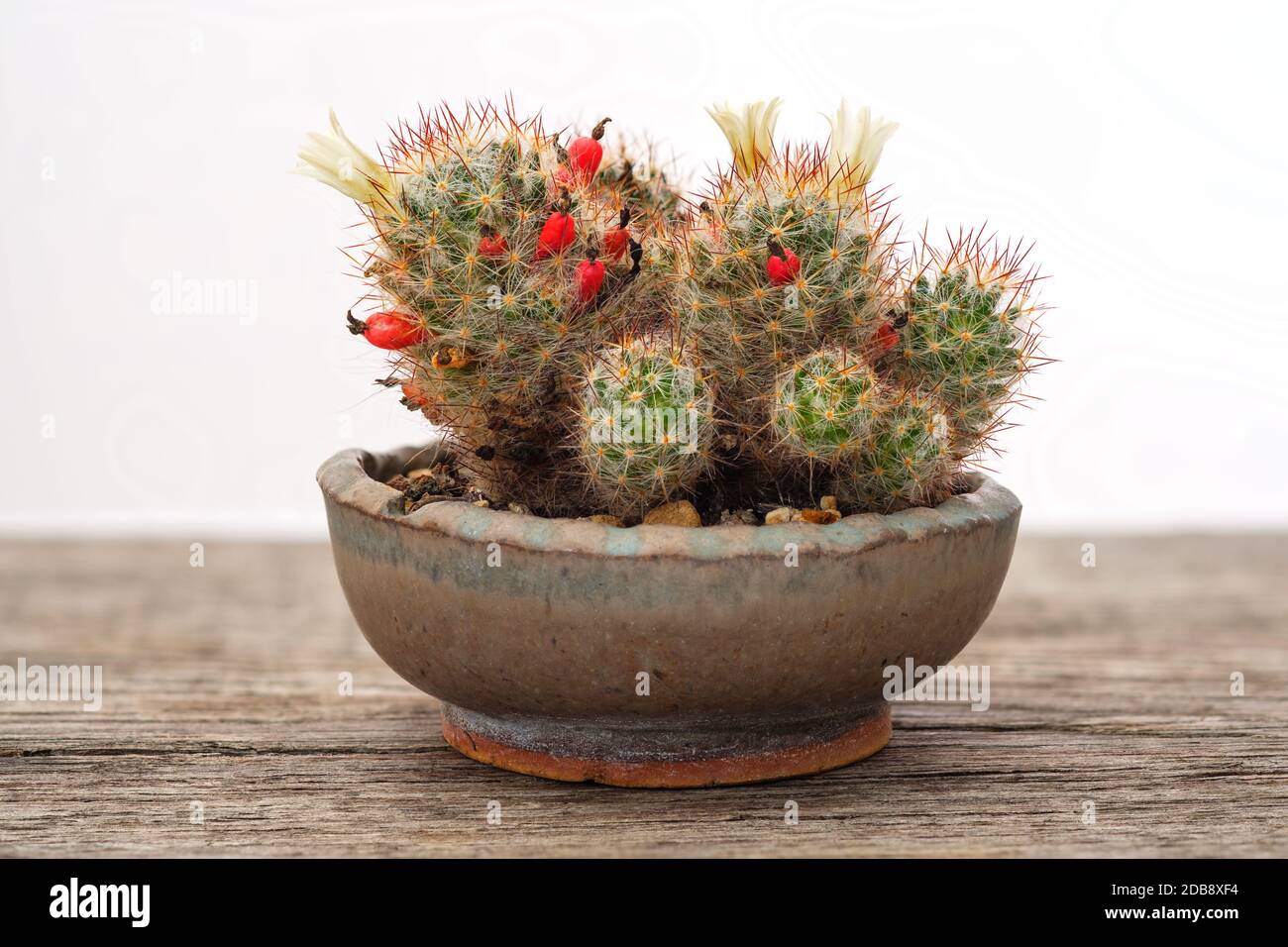 Yellow mamillaria cactus flower in a pot Stock Photo