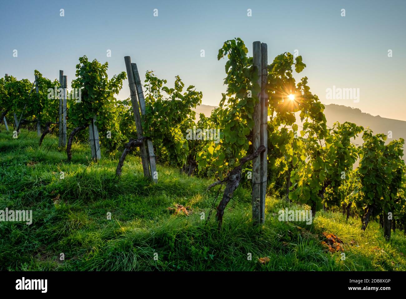 Vineyard with sunstars sunbeams in the morning landscape Stock Photo
