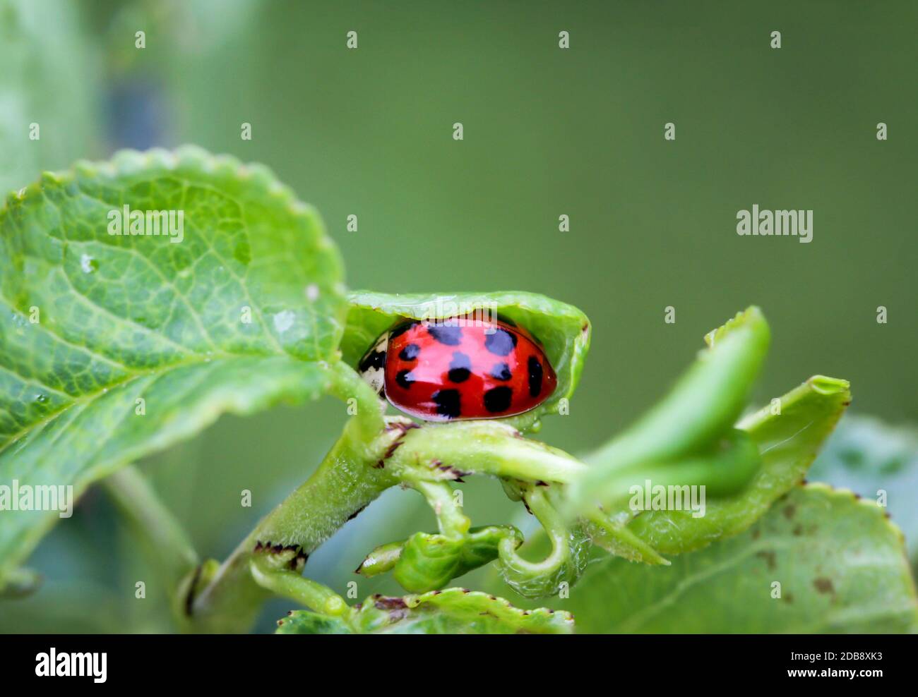 a ladybug is hiding in a rolled up leaf Stock Photo