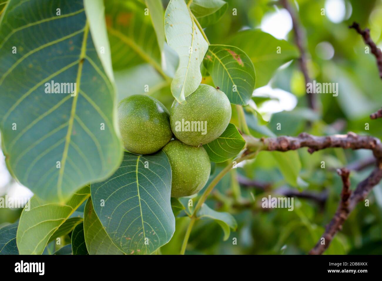 Wallnuts Not Ripe Opened whole walnut hi-res stock photography and images - Alamy