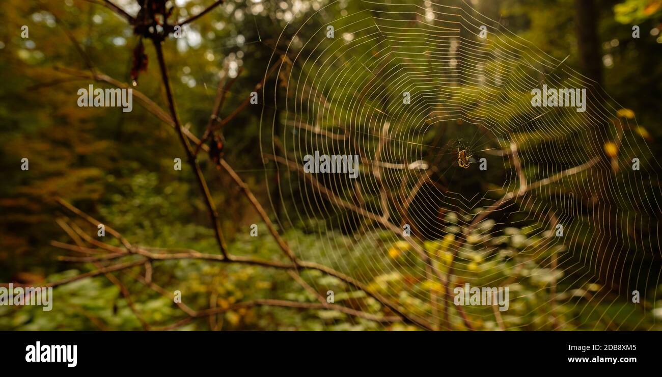 Spider`s web with csoss spider in a forest with back lit Stock Photo ...