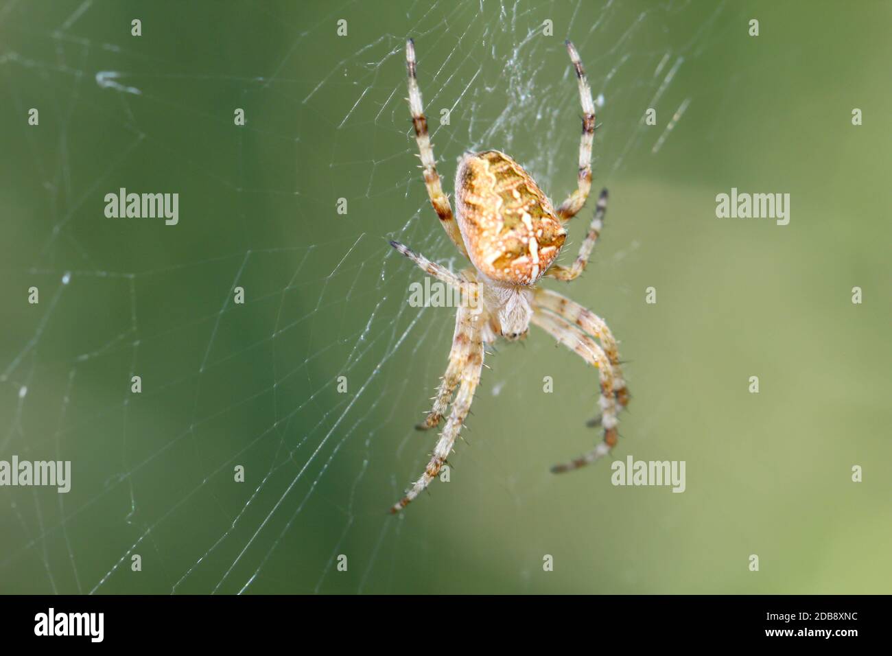 a macro of a garden spider on the web Stock Photo - Alamy