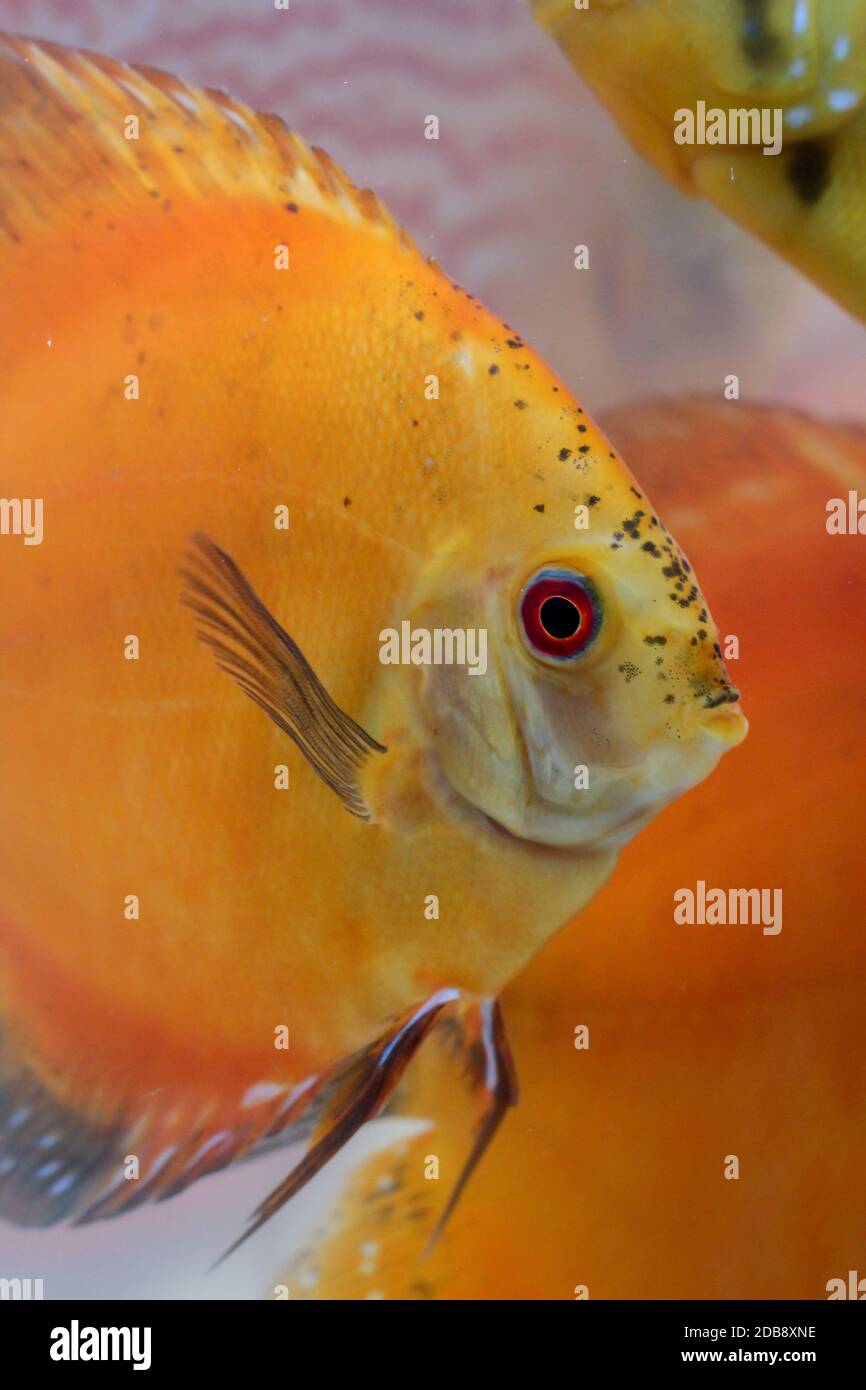 Discus Fish In The Aquarium, Discus Fish Are Cichlids Stock Photo