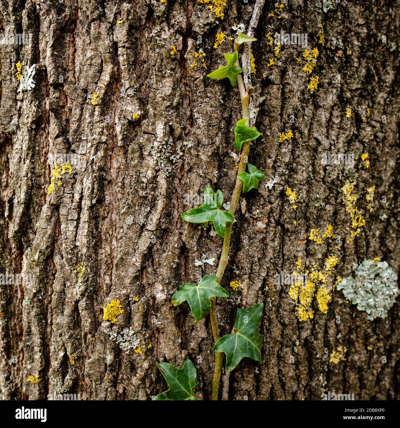 Ivy on a maple tree bark close-up Stock Photo