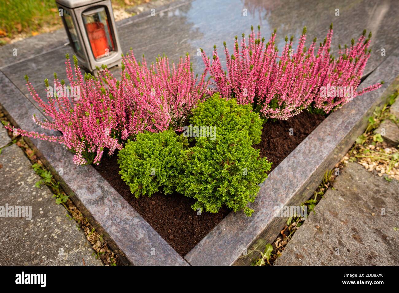 Erika and calluna plants on a grave as close-up Stock Photo