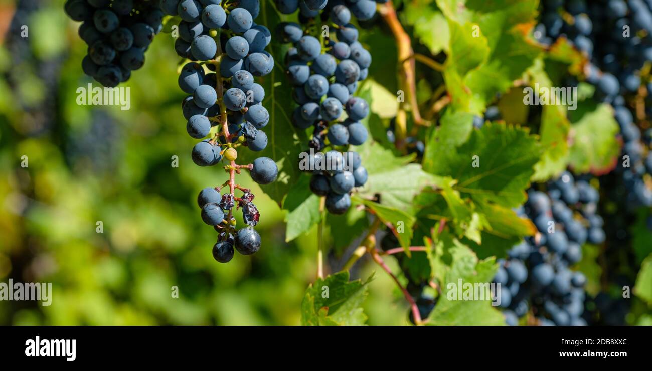 Burgundy grapes at a grapevine close-up Stock Photo