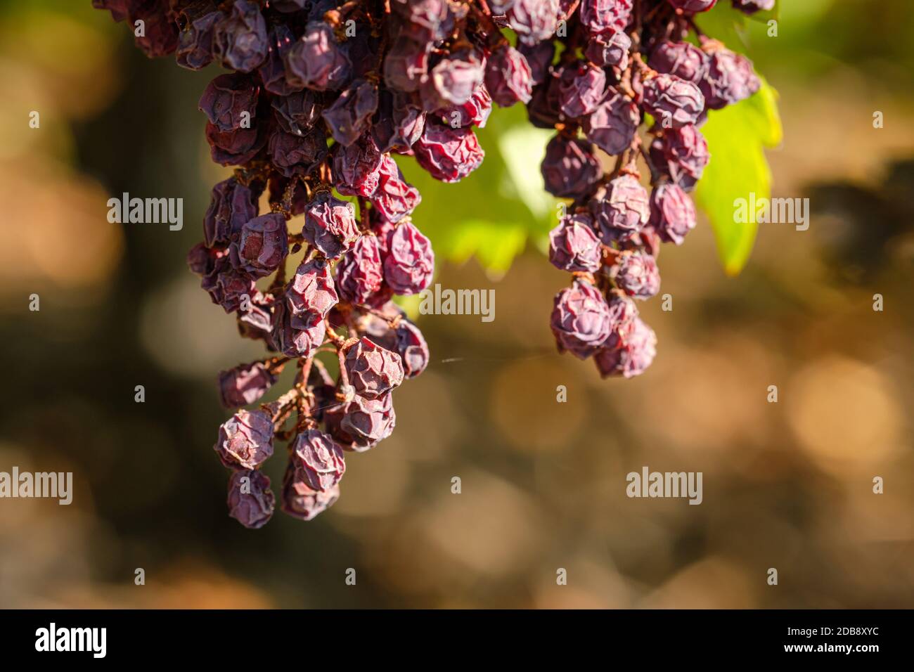Dried Burgundy grapes close-up Stock Photo