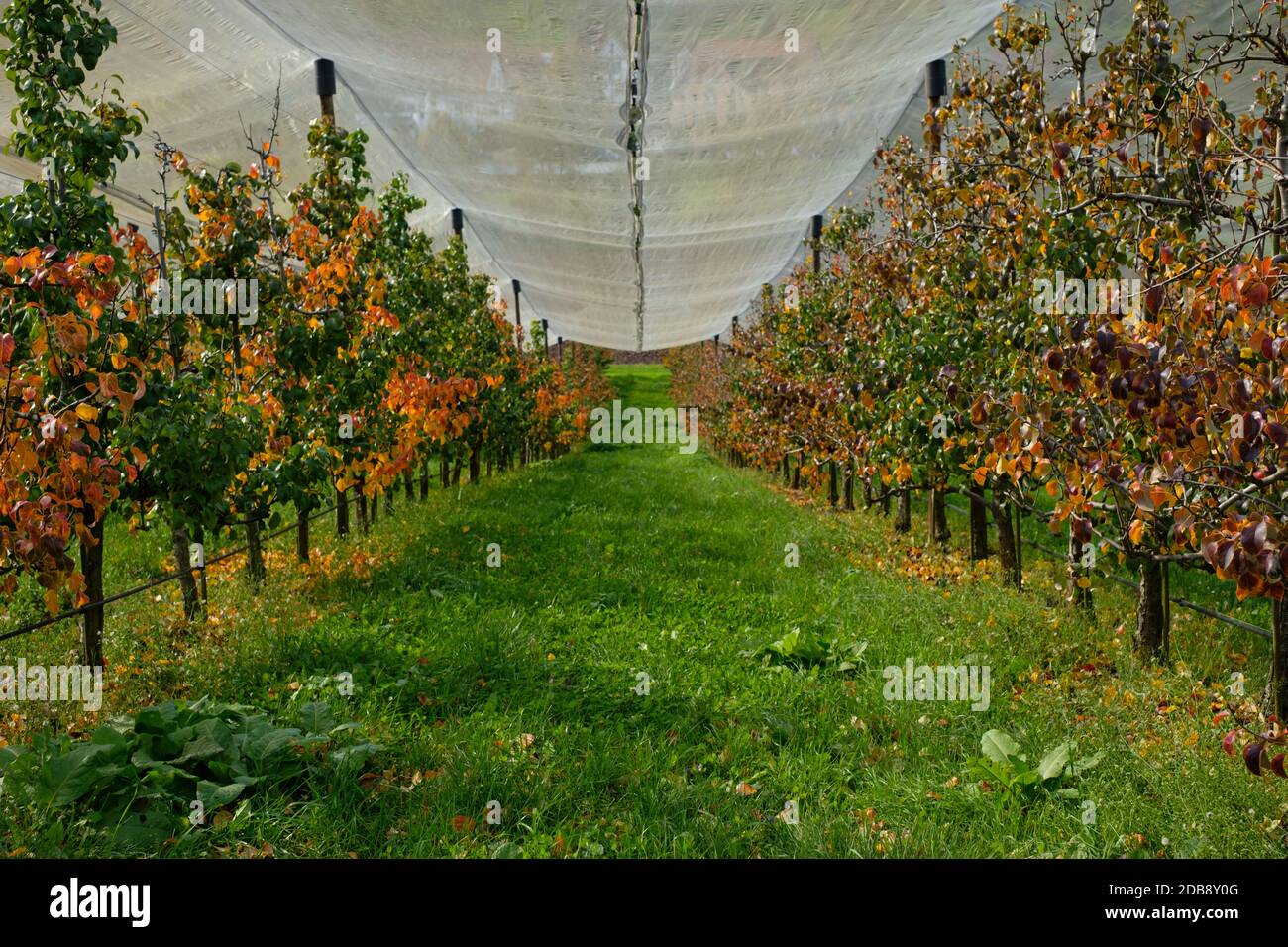 Fruit plantation orchard trees with protective nets against birds Stock